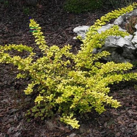 Барбарис Тунберга Special Gold 15 см