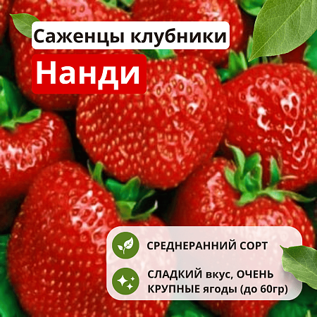Клубника Нанди