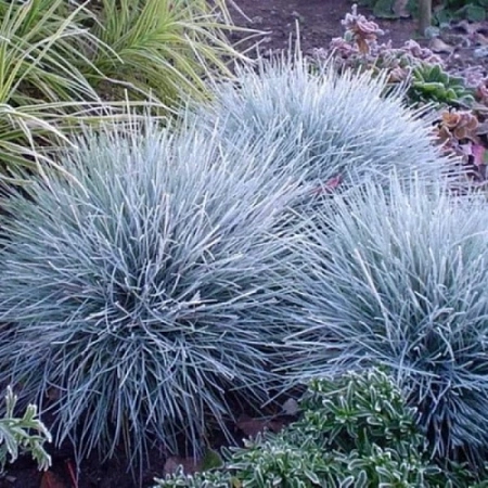 Овсяница сизая Blauglut Овсяница сизая Blauglut