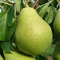 Груша Вродлива Груша Вродлива
