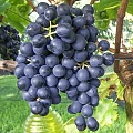 Виноград Мускат Блау Виноград Мускат Блау