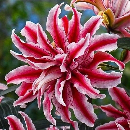 Лилия Magic Star (1 шт. в уп.)