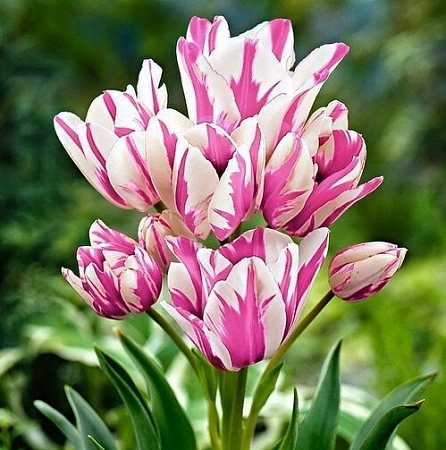 Тюльпан Flaming Club