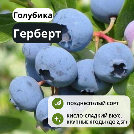 Голубика Герберт С1,5