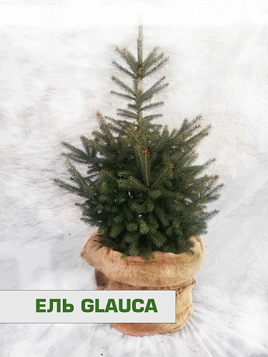 Ель голубая Глаука 60-80 см Ель голубая Глаука 60-80 см