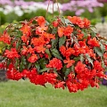 Бегония Pendula Orange (2 шт. в уп.) Бегония Pendula Orange (2 шт. в уп.)