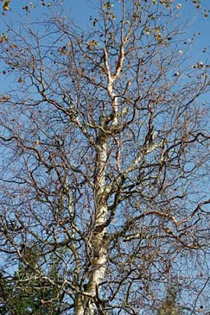 Береза повислая Спайдер Аллей (Spider Alley)