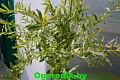Ива Эритрофлексуоза 110-130 см Ива Эритрофлексуоза 110-130 см