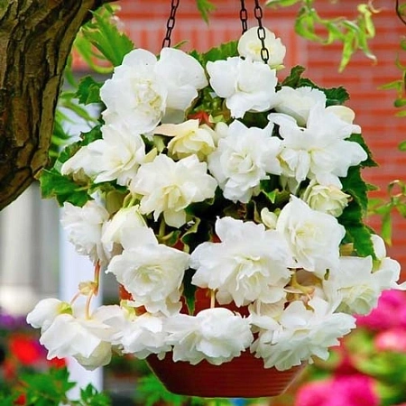 Бегония Pendula White (уп. 2 шт)