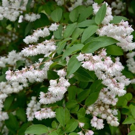 Дейция шершавая Pride of Rochester (Гордость Рочестера) 40-60 см