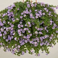 Бакопа в кашпо д.22 Бакопа в кашпо д.22
