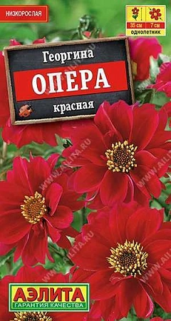 Георгина Опера красная, 7 шт (АЭЛИТА)