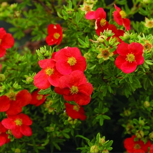 Лапчатка Red Ace кустарниковая Лапчатка Red Ace кустарниковая