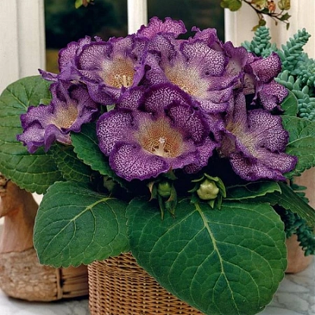 Глоксиния Tigrina Blue (1 шт. в уп.)