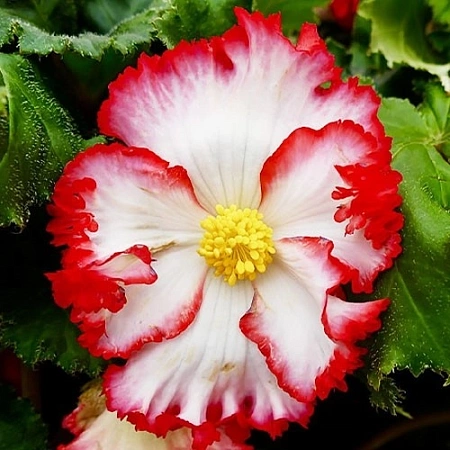 Бегония Crispa White/Red (уп. 2 шт)