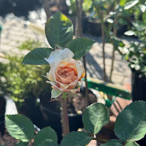 Роза английская Чарльз Остин (Charles Austin) абрикосовая С4 Роза английская Чарльз Остин (Charles Austin) абрикосовая С4