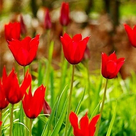 Тюльпан Red Shine (5 шт. в уп.)