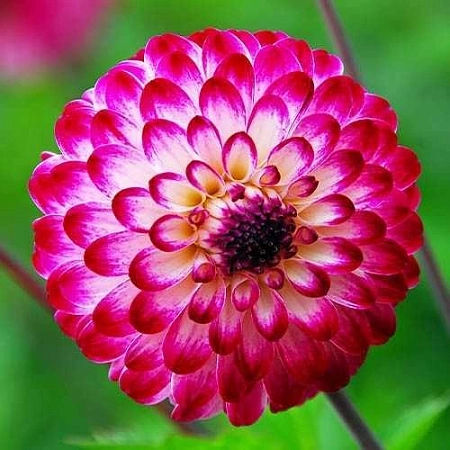 Георгина Little Robert (уп. 1 шт) Георгина Little Robert (уп. 1 шт)