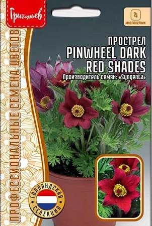 Прострел Pinwheel Dark Red Shades, 3 шт (Ред.Сем.) 