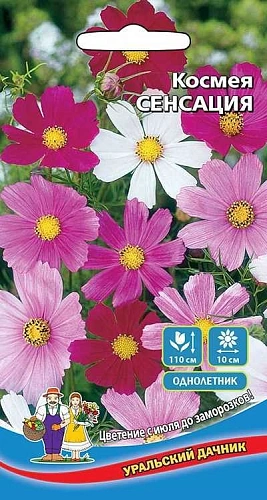 Космея Сенсация (УД) Космея Сенсация (УД)