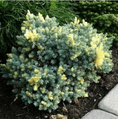 Можжевельник Флореант чешуйчатый Можжевельник Флореант чешуйчатый