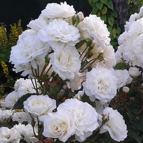 Роза почвопокровная Свани (Swany) Сербия Роза почвопокровная Свани (Swany) Сербия