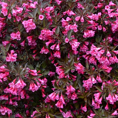 Вейгела цветущая Wine&Roses Alexandra PBR 30-35 см Вейгела цветущая Wine&Roses Alexandra PBR 30-35 см