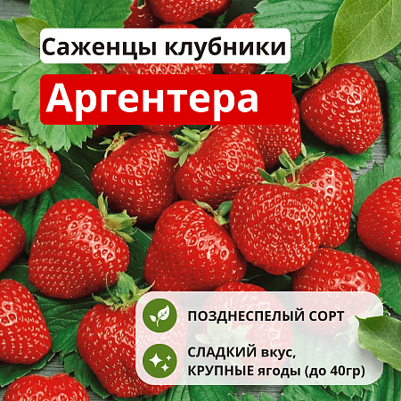Клубника Аргентера