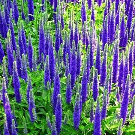 Вероника Роял Кэндлс (Royal Candles)