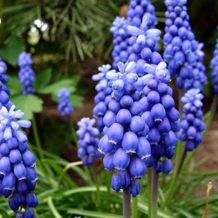 Мускари Neglectum (10 шт. в уп.)