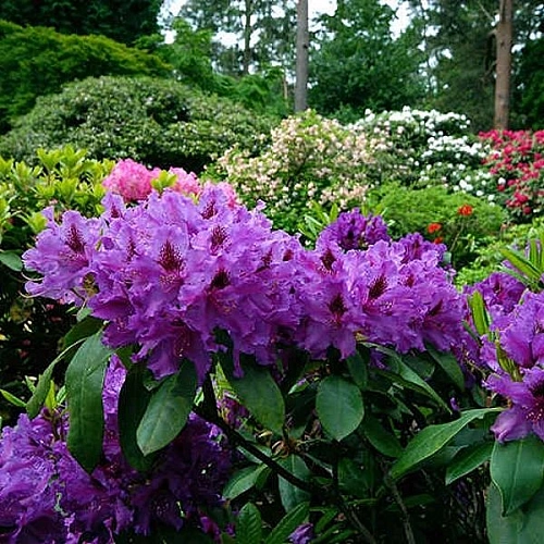 Рододендрон Azurro 25-30 см Рододендрон Azurro 25-30 см