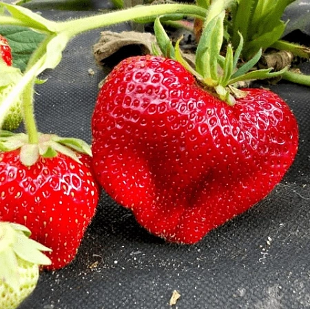 Клубника Чамора Туруси