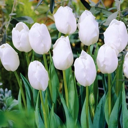 Тюльпан Bolroyal Silver (5 шт. в уп.)