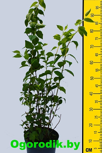 Чубушник Virginal 60-80 см Чубушник Virginal 60-80 см