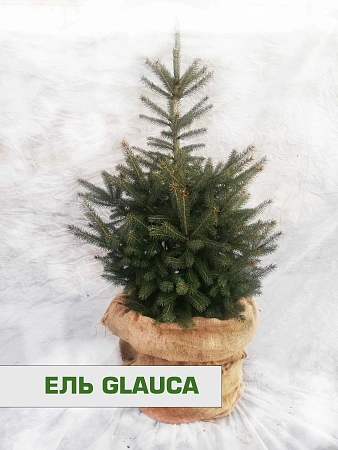 Ель голубая Глаука 60-80 см