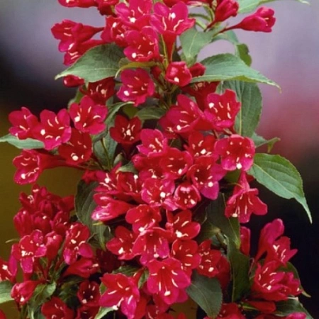 Вейгела Red Prince 40-60 см