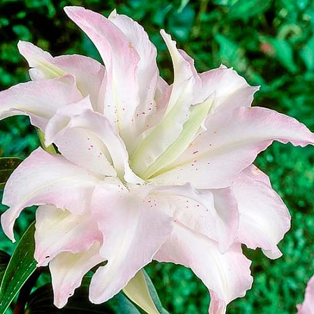 Лилия Miss Lucy (1 шт. в уп.)