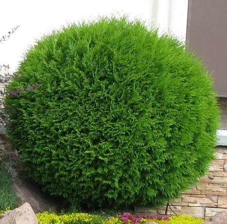 Туя шаровидная Глобоза (Globosa) 80 см