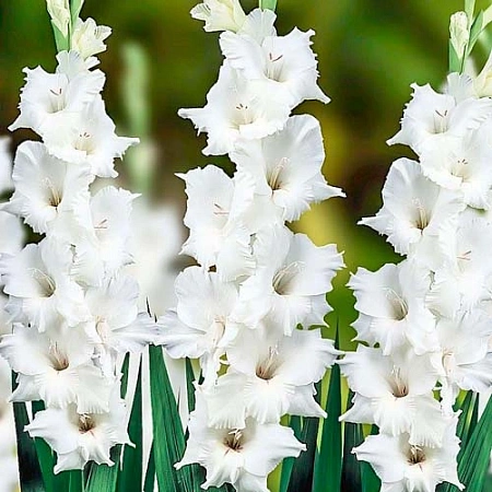 Гладиолус Snowy Frizzle (5 шт. в уп.)