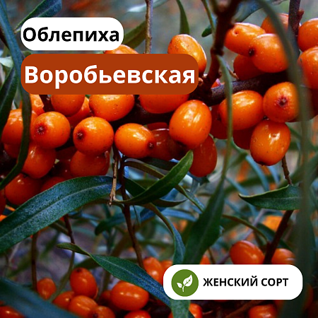 Облепиха Воробьевская С2 Облепиха Воробьевская С2