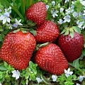 Клубника Азия Клубника Азия