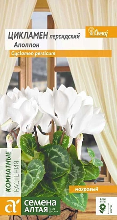 Цикламен Аполлон махровый, 3 шт Цикламен Аполлон махровый, 3 шт