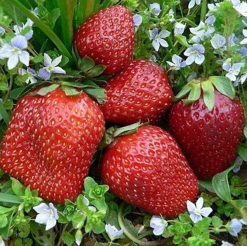 Клубника Азия Клубника Азия