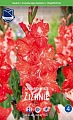 Гладиолус Zizanie, 10 шт (Lefeber) Гладиолус Zizanie, 10 шт (Lefeber)