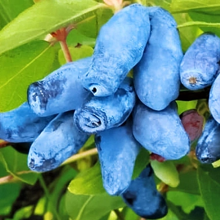 Жимолость съедобная Синий утес Жимолость съедобная Синий утес