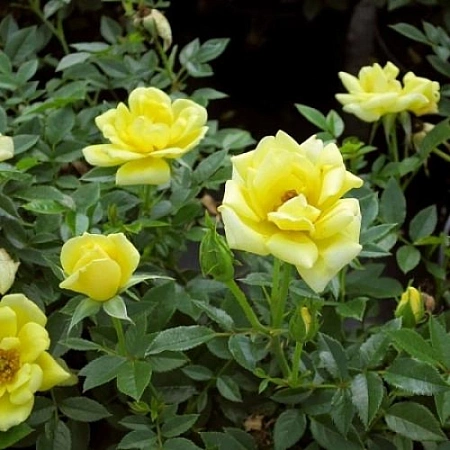 Роза Golden Penny Роза Golden Penny