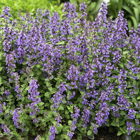 Котовник Персиан Блю (Pursian Blue) C3 Котовник Персиан Блю (Pursian Blue) C3