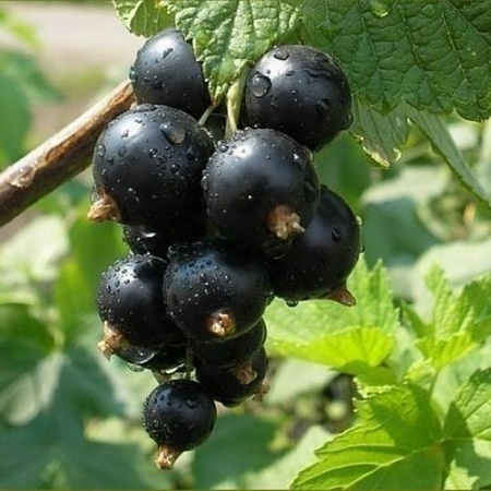 Смородина черная Тритон