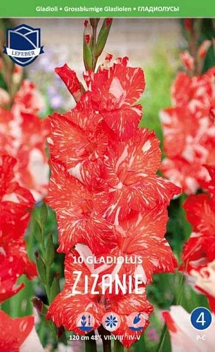 Гладиолус Zizanie, 10 шт (Lefeber) Гладиолус Zizanie, 10 шт (Lefeber)
