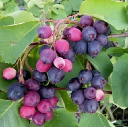 Ирга садовая Нортлайн Ирга садовая Нортлайн